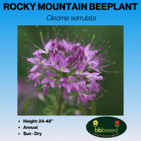 Image of rocky mountain beeplant label