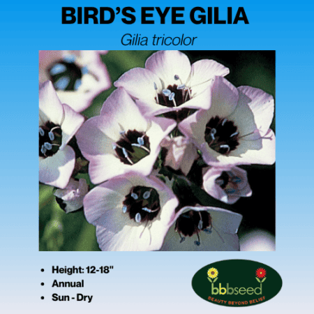 Image of bird's eye gilia label