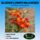 bloodflower milkweed