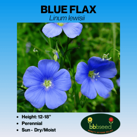 Blue Flax