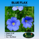 Blue Flax Perenne