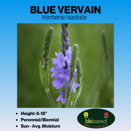 blue vervain