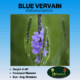 blue vervain