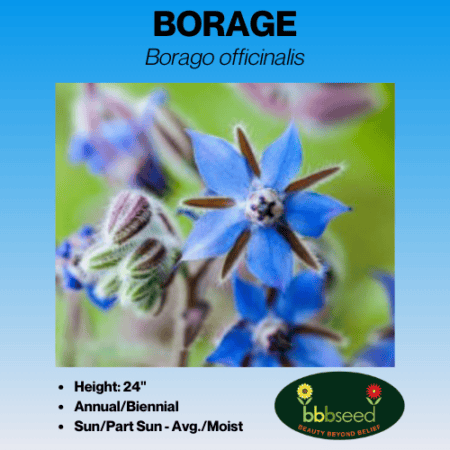 image of borage label