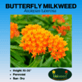 butterfly milkweed