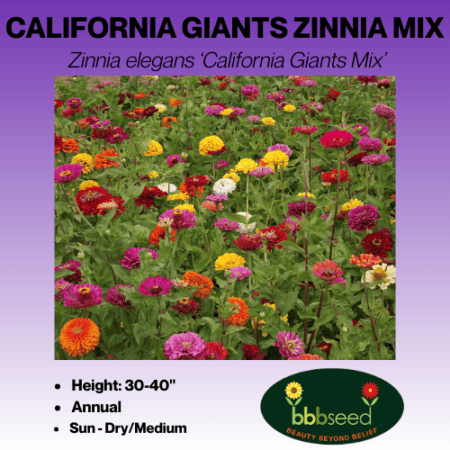 California Giants Zinnia Mix label