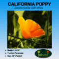 California Poppy