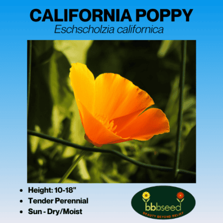 California Poppy