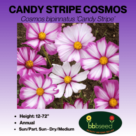 Image of candy stripe cosmos label