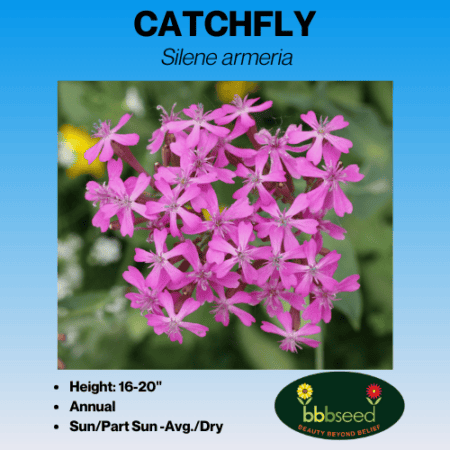 image of catchfly flower label