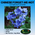 Chinese forget me not