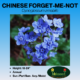 Chinese forget me not