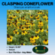 Image of clasping coneflower label