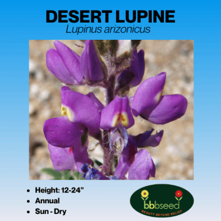 desert lupine