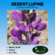 desert lupine