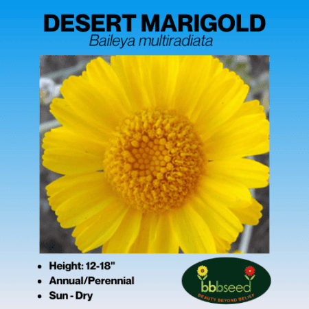 Desert Marigold Wildflower Seed Packet