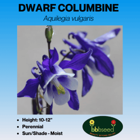 Image of dwarf columbine label