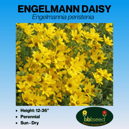 Engelmann daisy label