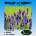 English Lavender