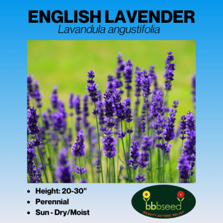 English Lavender