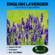 English Lavender