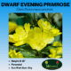 dwarf evening primrose