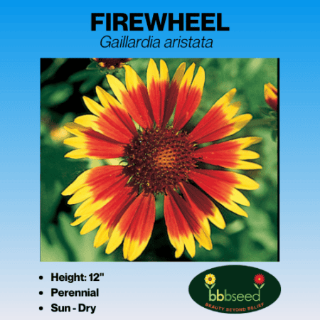 firewheel perennial gaillardia