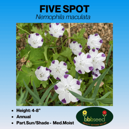 Five Spot flower