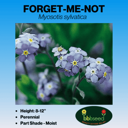 forget me not