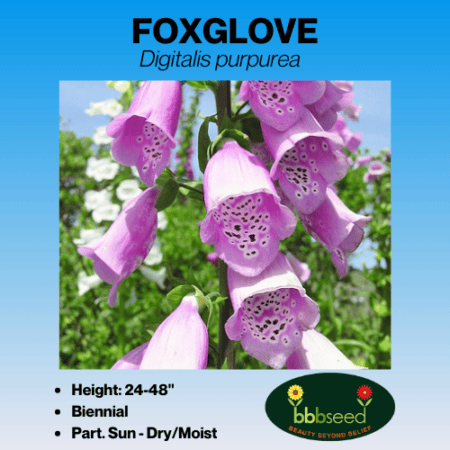 Foxglove