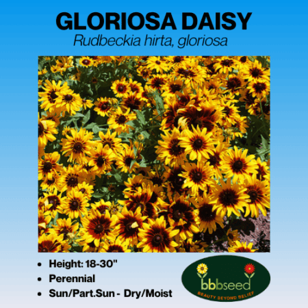 gloriosa daisy