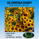 gloriosa daisy