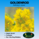 goldenrod