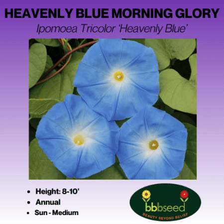 heavenly blue morning glory