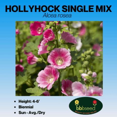 hollyhock