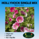 hollyhock