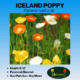 Iceland Poppy