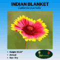 Indian blanket annual gallardia