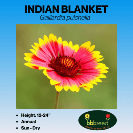 Indian blanket annual gallardia