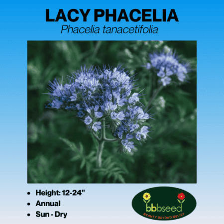 Lacy Phacelia Wildflowers