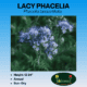 Lacy Phacelia Wildflowers