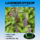 lavender hyssop