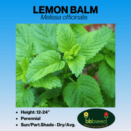 lemon balm