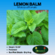 lemon balm