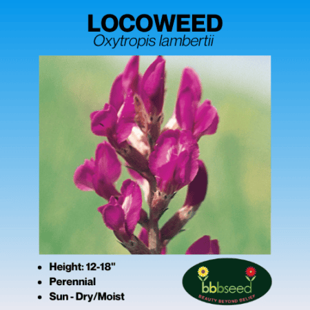 Purple Locoweed Wildflower Seeds