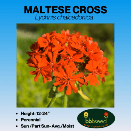 maltese cross