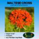 maltese cross