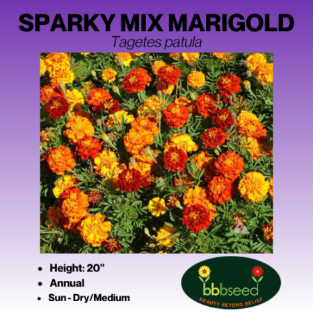 sparky mix marigold