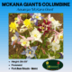 MCKANA GIANTS COLUMBINE