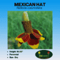 Mexican Hat